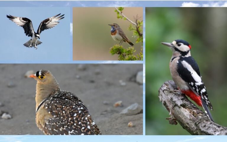9 Brown Birds With White Spots