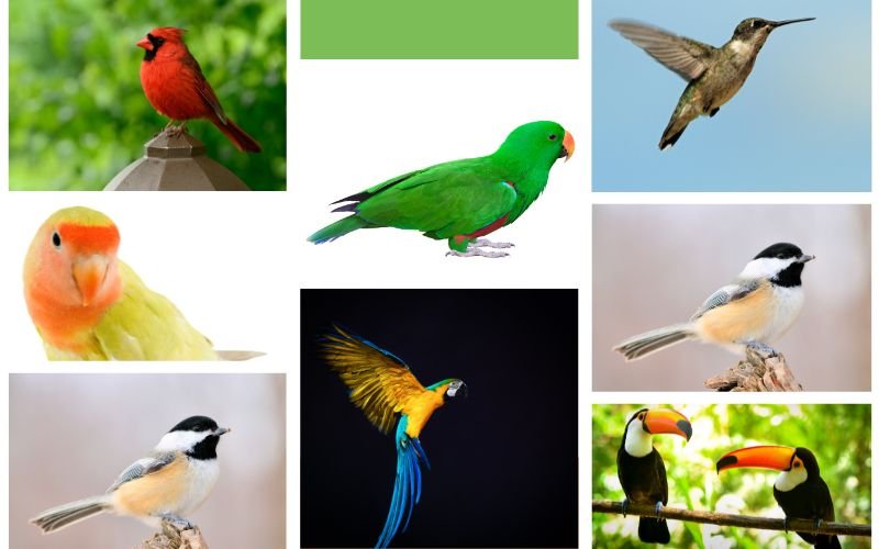 Birds That Start With U
