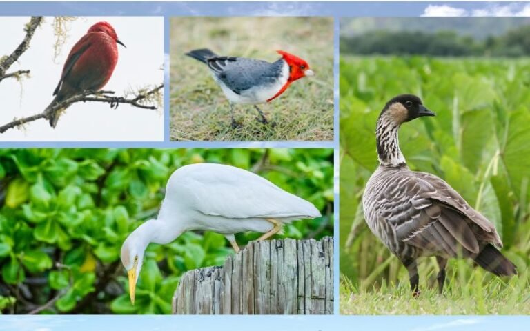 15 Beautiful Birds of Kauai