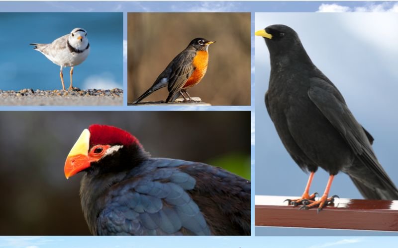 Black Birds With Orange Beaks