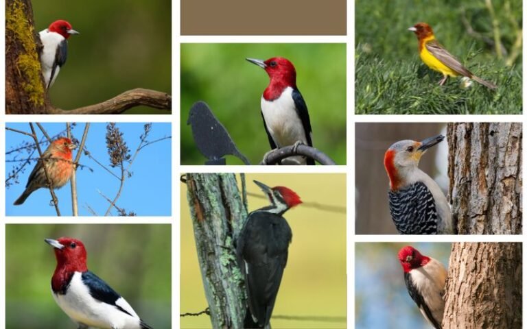 Top 17 Black and White Birds with Redheads