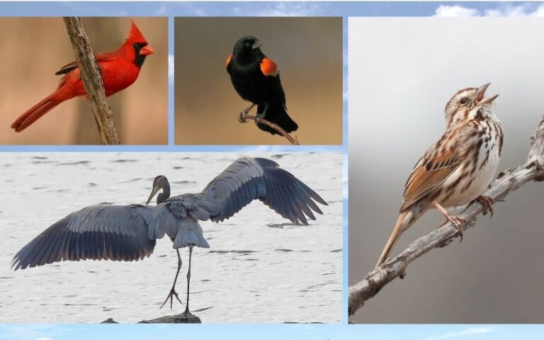 15 Beautiful Blue Birds in Illinois
