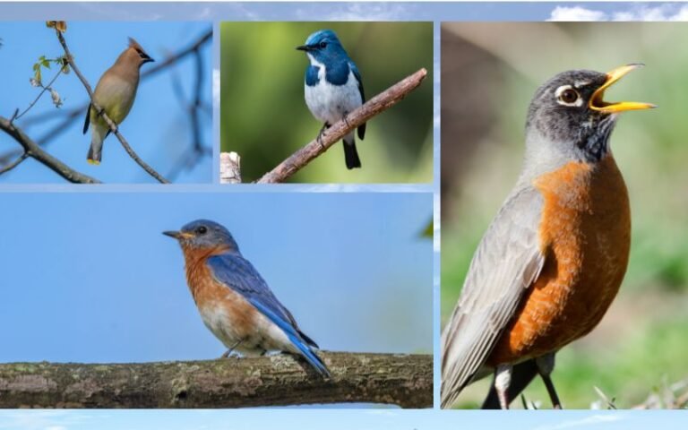 21 Types of Blue Birds in Michigan
