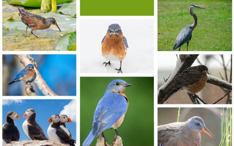 Top 20 Bluebirds in Virginia