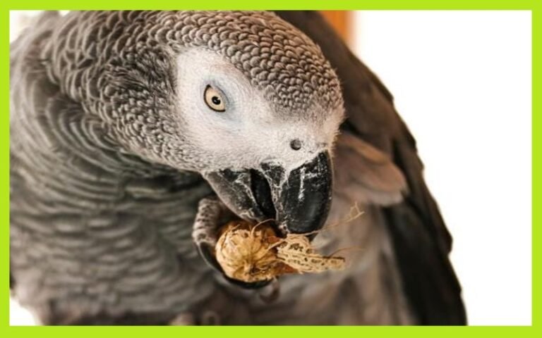Can Parrots Eat Almonds? All You Need To Know!