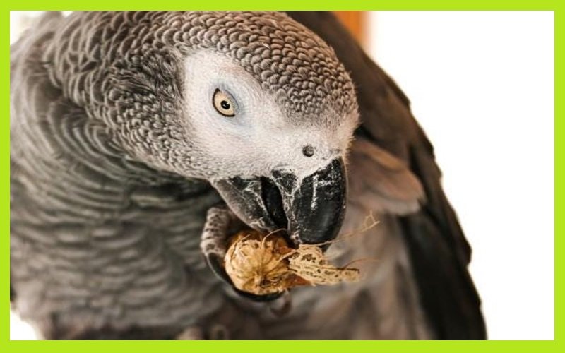 Can Parrots Eat Almonds
