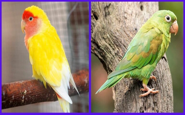 Difference Between a Lovebird and a Parakeet