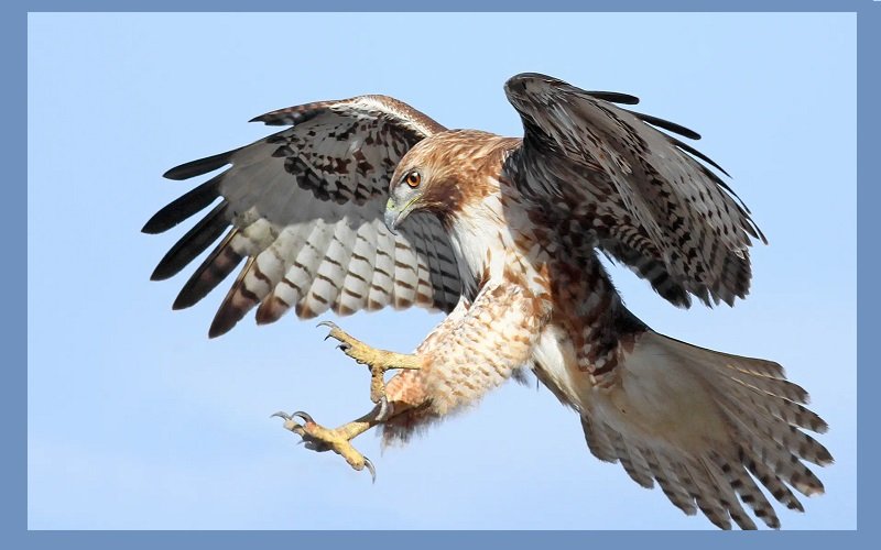 Do Hawks Attack Humans