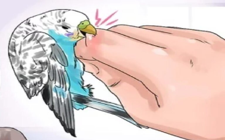 Do Parakeet Bites Hurt? All You Need To Know