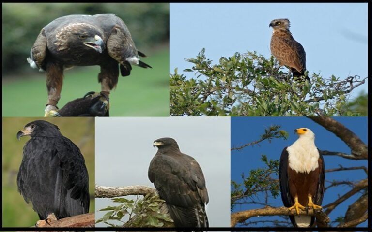 25 Eagle Facts: Discover The Cool Facts About Eagles