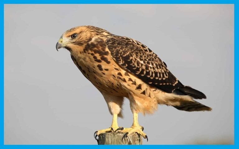 11 Species Of Hawk In Maryland