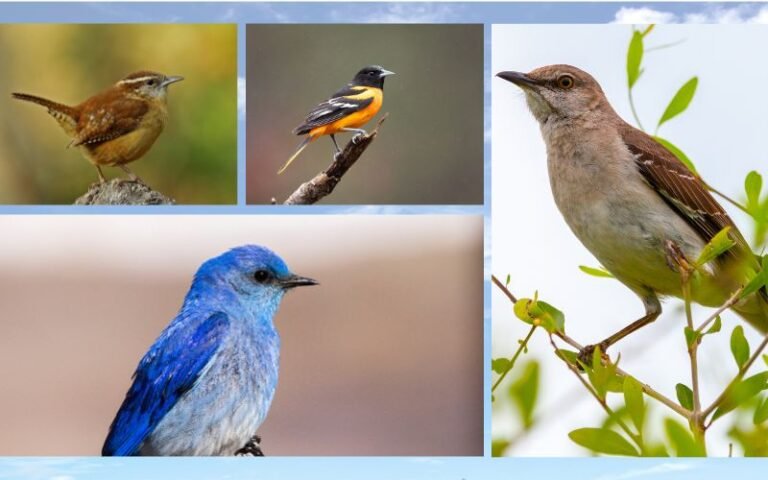 25 Beautiful Birds of Long Island (New York)