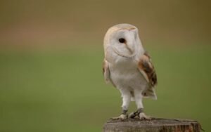 Owl Legs: All You Need To Know
