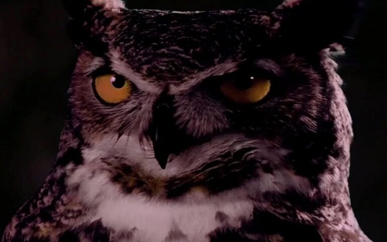 Why Are Owls So Creepy?