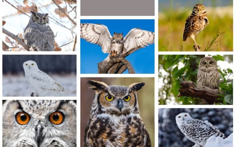 15 Types of Owls in New Mexico
