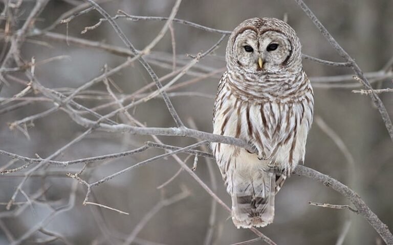 Owls in North Carolina – 15 Species