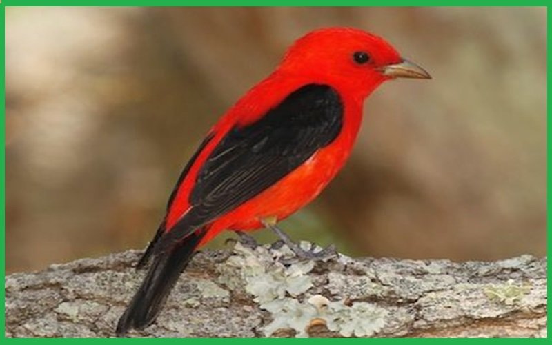 Red Birds in Wisconsin
