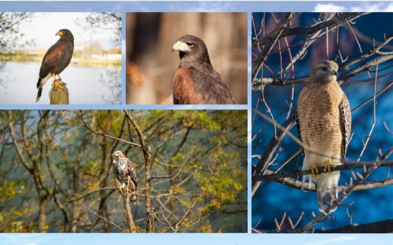 Top 15 Species of Hawks in Missouri