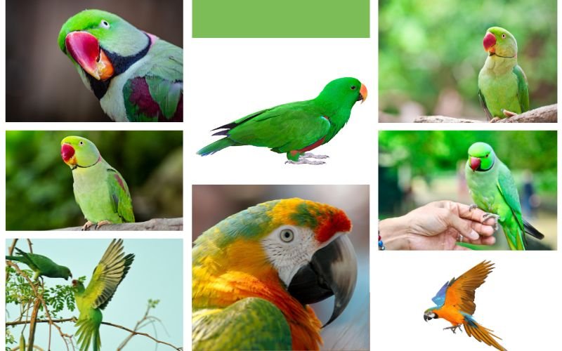 Types of Green Parrots