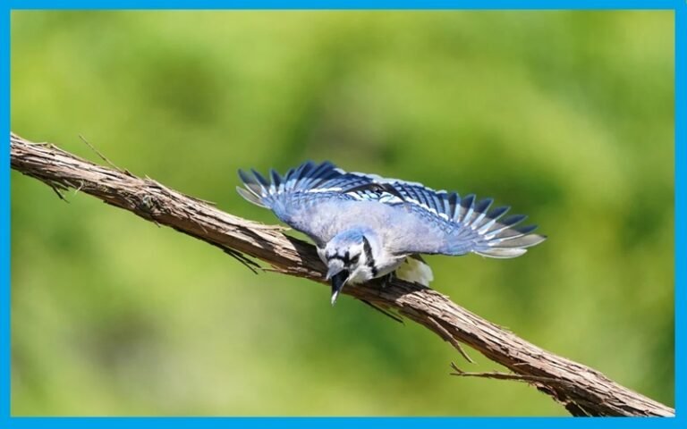 Why Do Blue Jays Scream? – Top Reasons