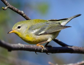 Northern Parula