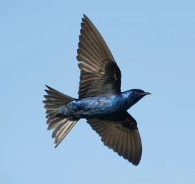 Purple Martin