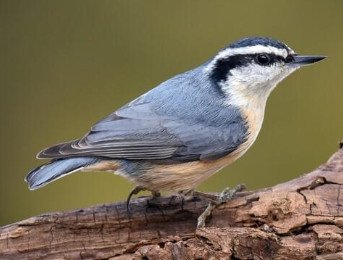 Red-Breasted Nuthatch