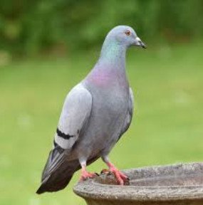 Rock Pigeon 