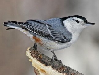 White Breasted Nuthatch