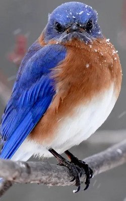 Eastern Bluebird