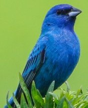 Indigo Bunting