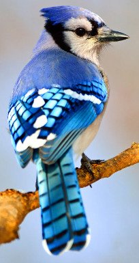 Blue Jay