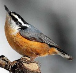 Red-breasted Nuthatch