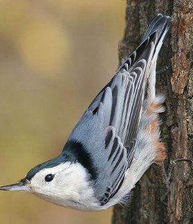 White Breasted Nuthatch