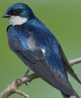 Tree Swallow