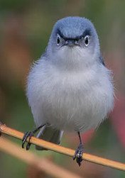 Blue-Gray Gnatcatcher