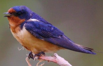 Barn Swallow