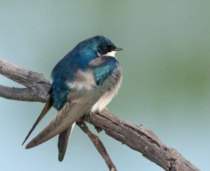 Tree Swallow