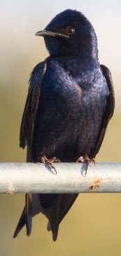 Purple Martin