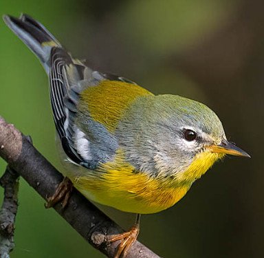 Northern Parula