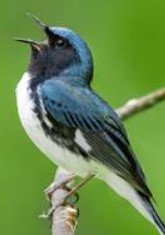Black-Throated Blue Warbler