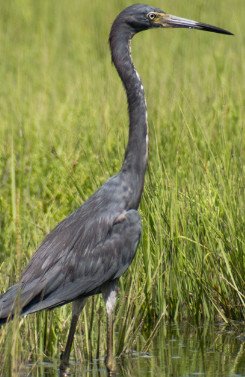 Little Blue Heron
