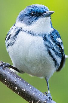 Cerulean Warbler