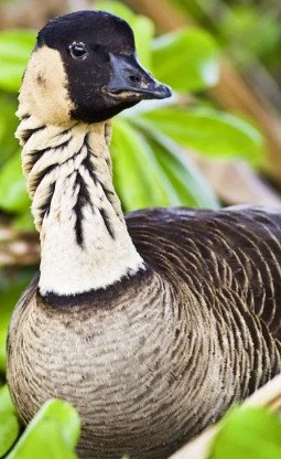 Nene 