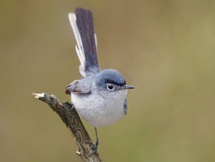 Blue-gray Gnatcatcher 