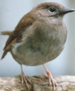 Kāma'o 