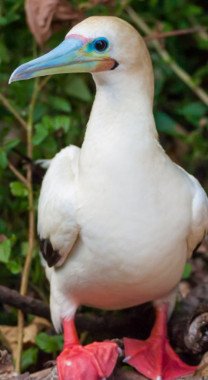Red-Footed Booby 