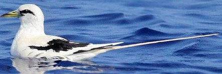 White-Tailed Tropicbird