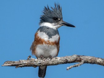 Belted Kingfisher