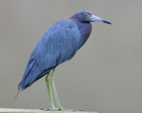 Little Blue Heron